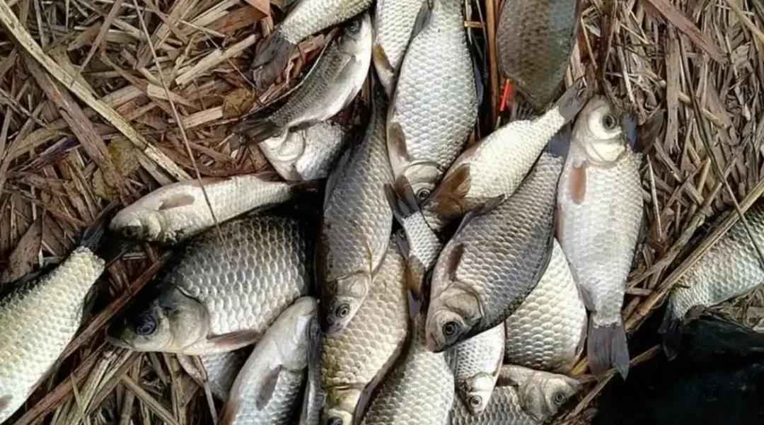 说明鱼在远, 陡坎深沟的